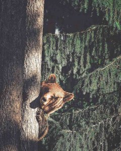 This Guy Takes Spectacular Photos Of Forest Animals. Think Iâ€™m In Love