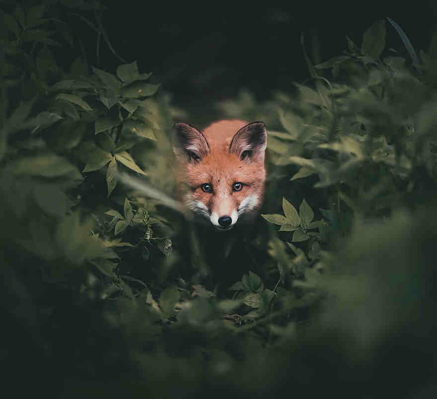 This Guy Takes Spectacular Photos Of Forest Animals. Think I’m In Love