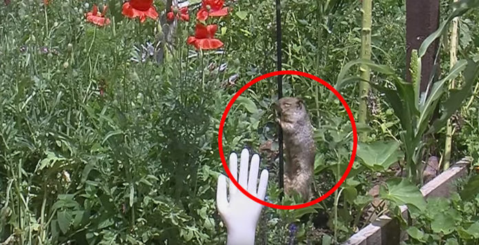 Squirrel Keeps Raiding The Bird Feeder Then This Family Comes Up