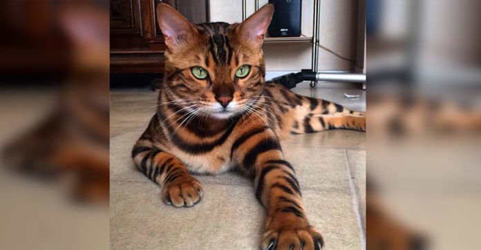 They Brought This Cat Home When He Was Tiny. Now He’s A Mini Tiger