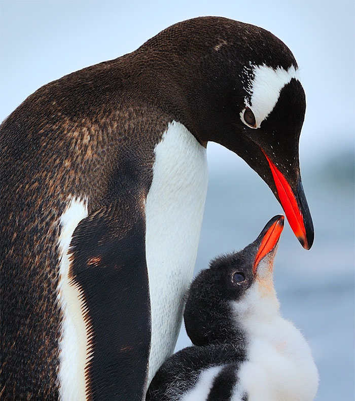 16 Heartwarming Photos Of Momma Birds With Their Babies. You Don’t