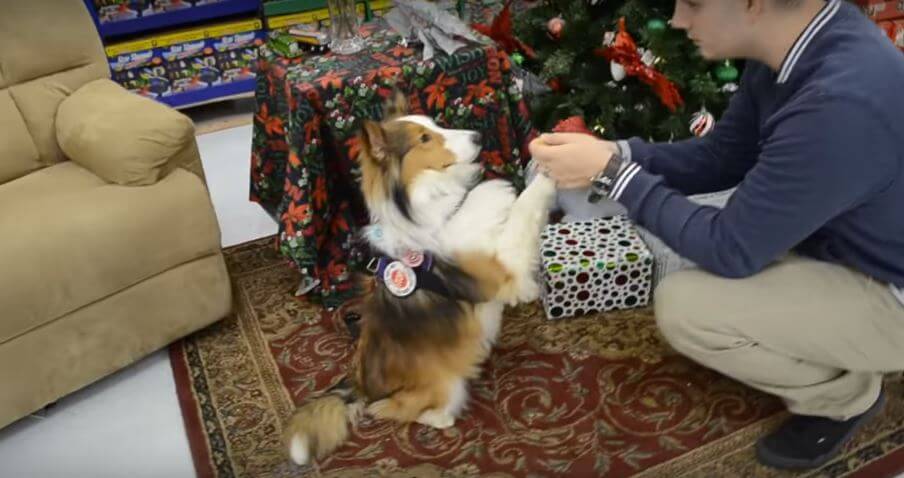 Service Dog Does The Mannequin Challenge Multiple Times ...